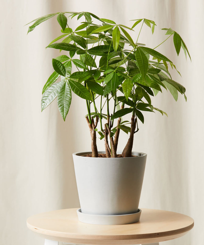 Buy Bloomscape Potted Money Tree Forest