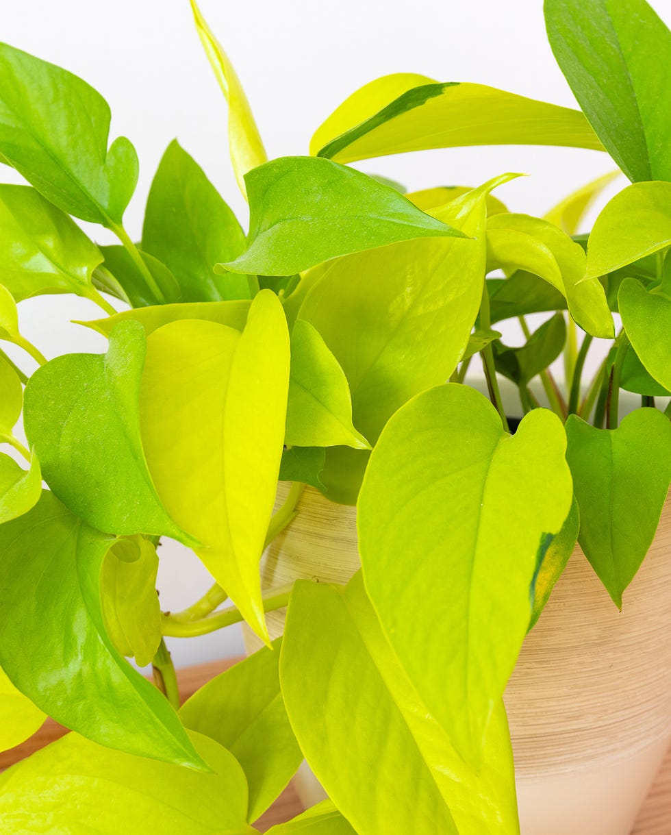 best vining plants neon pothos neon pothos epipremnum aureum plant in modern interior