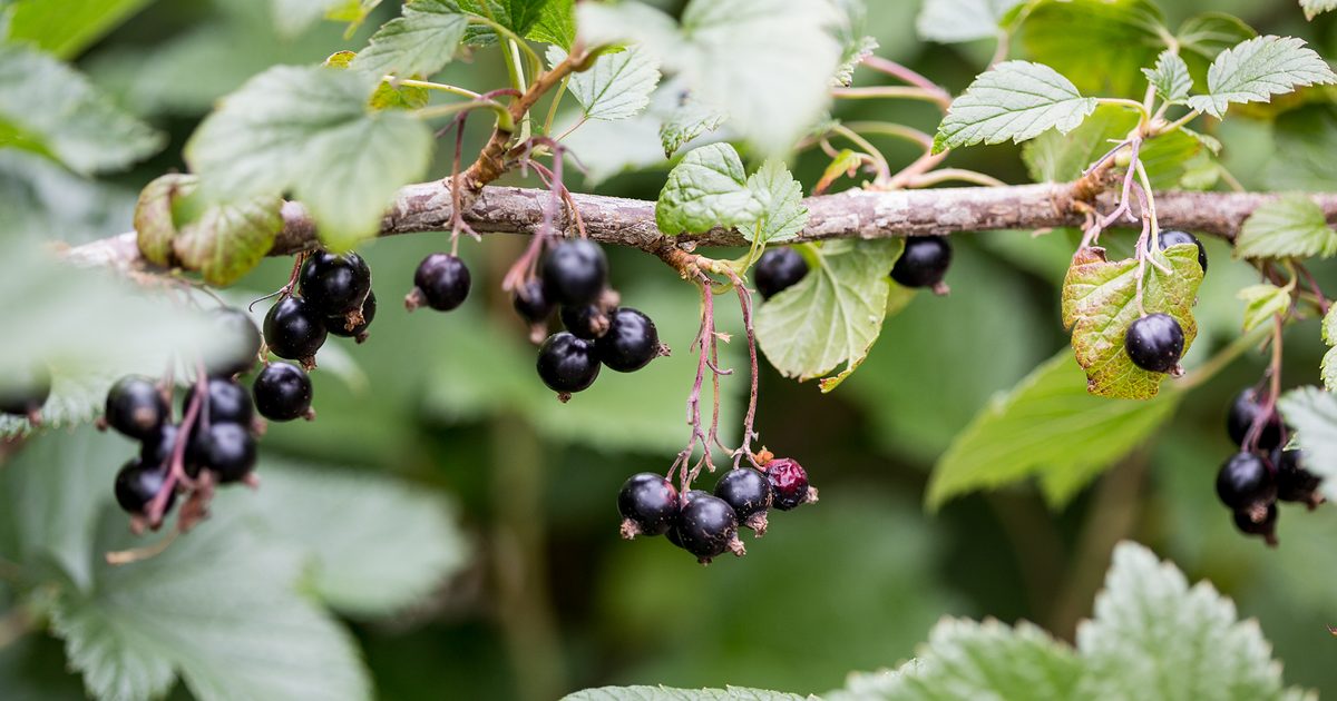 Recommendations on the right way to Develop Blackcurrants | BBC Gardeners World Journal