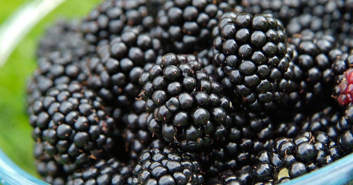 How To Develop Blackberries (in pictures) – gardenersworld.com