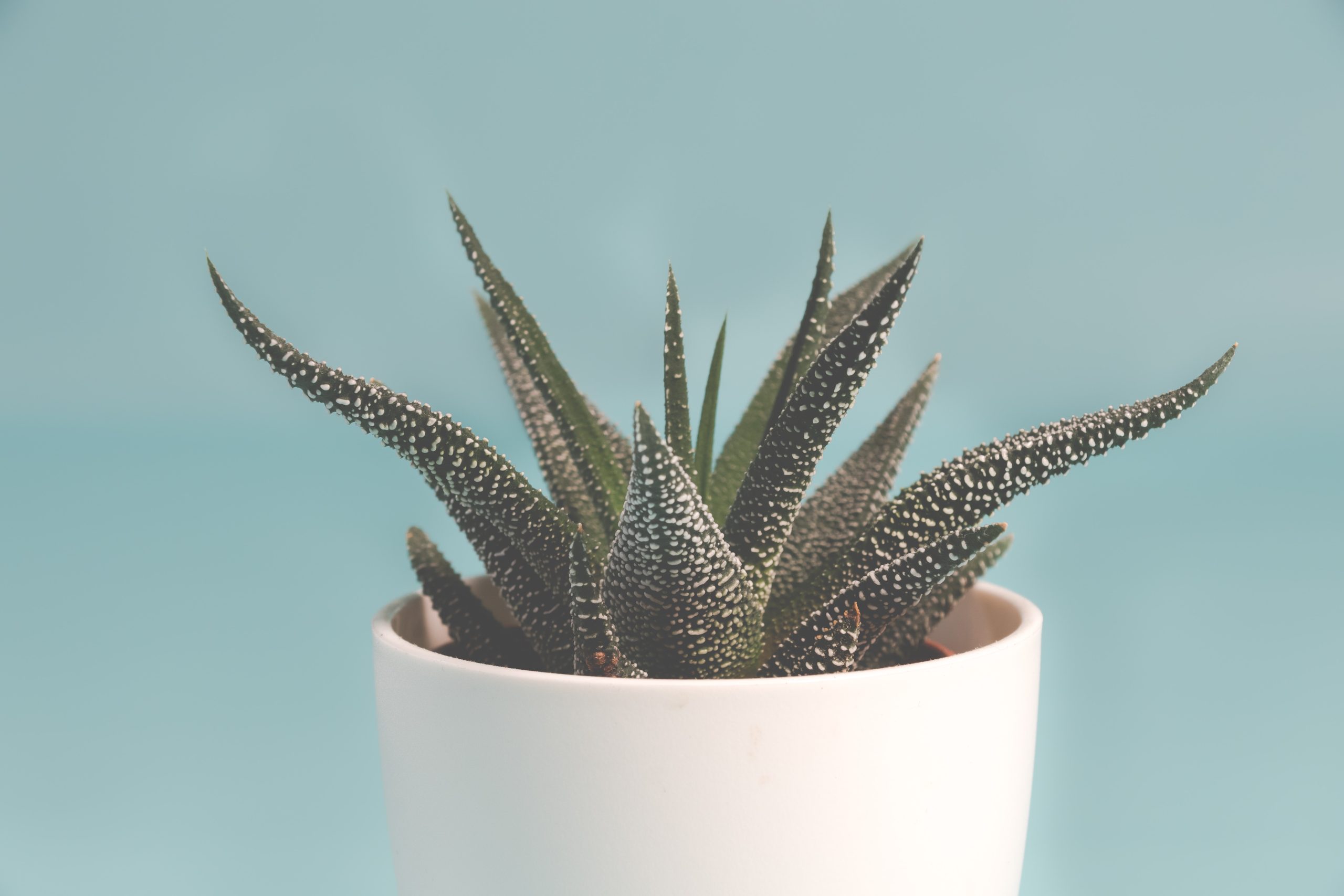 The Glorious Indoor Vegetation for People with Black Thumbs