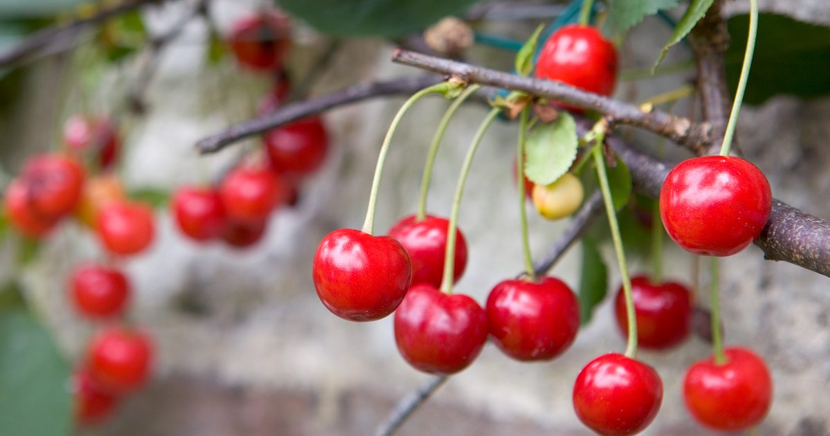 The easiest way to Develop Cherries | BBC Gardeners World Journal