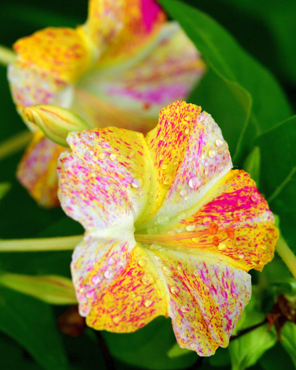 mirabilis jalapa  four o'clock flower  marvel of peru  nyctaginaceae