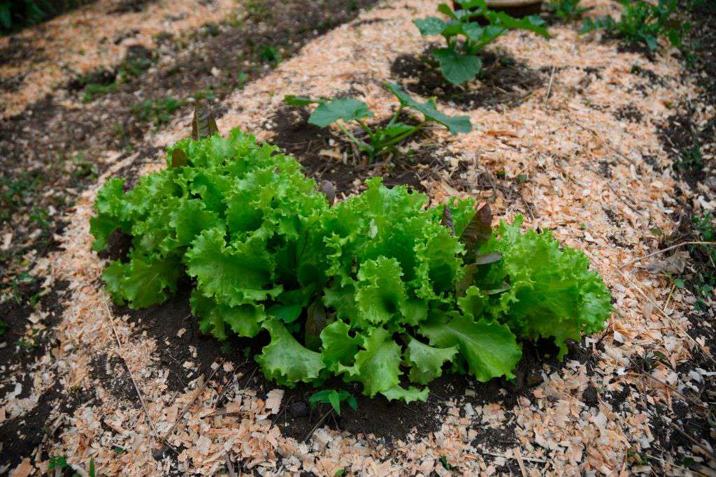 25 Winter-Hardy Greens You Should Plant in Your Yard ASAP