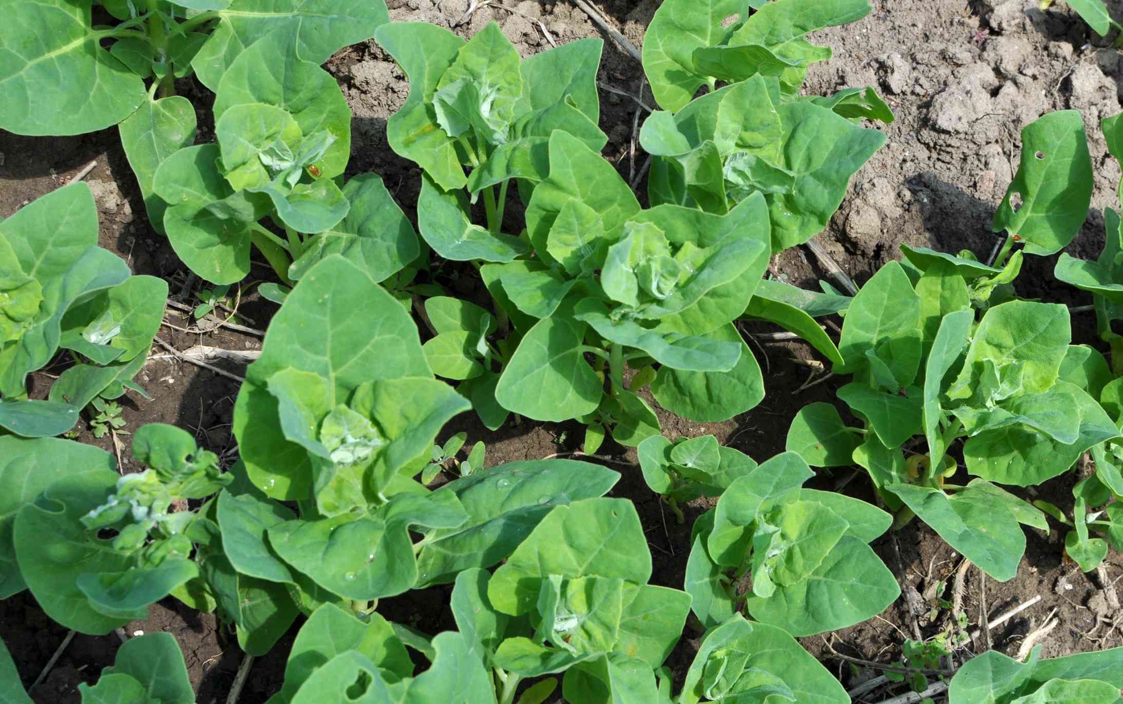 Learn to Develop and Take care of Orach, a Warmth-Local weather Spinach Varied