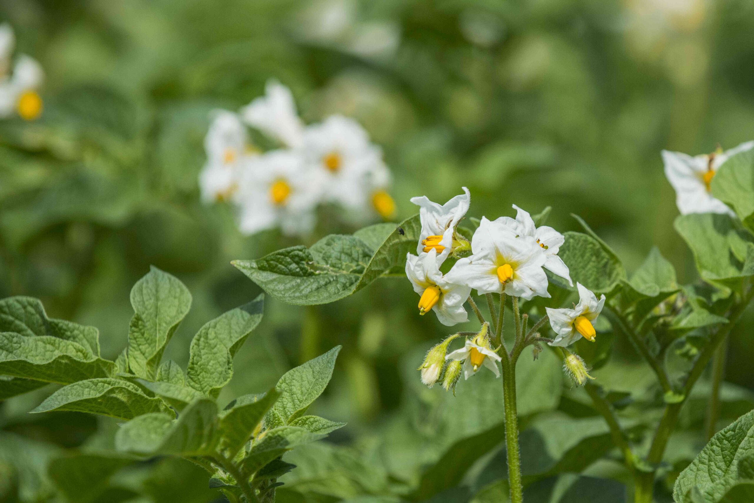 Must You Take away Potato Flowers? Each little factor You Must Know