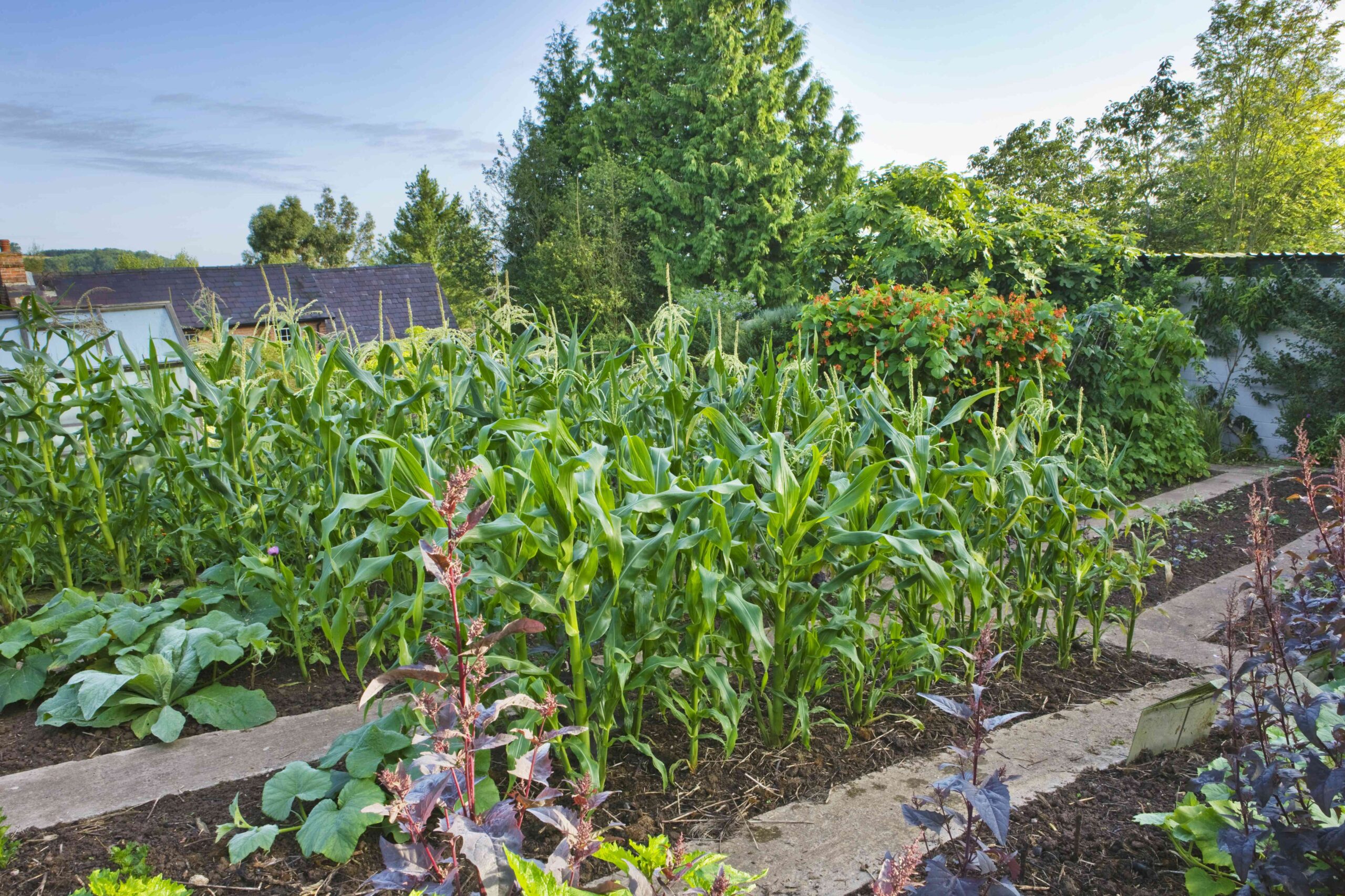 7 Forms of Corn You Can Develop at Residence—And Their Makes use of