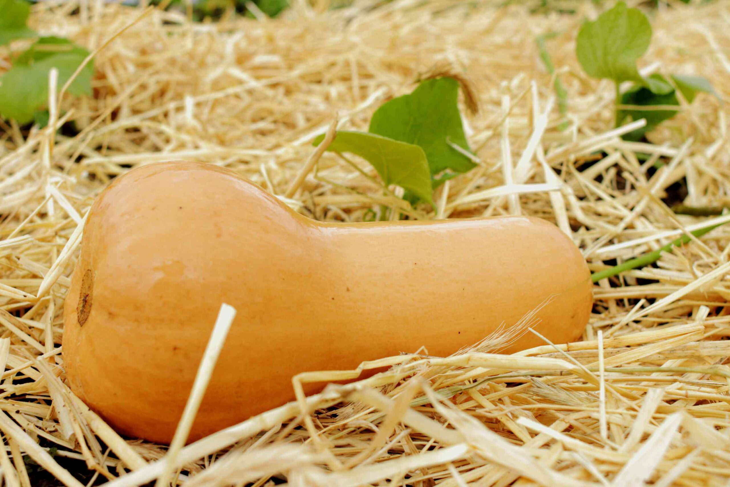 The Correct Time to Harvest Butternut Squash and How one can Retailer It