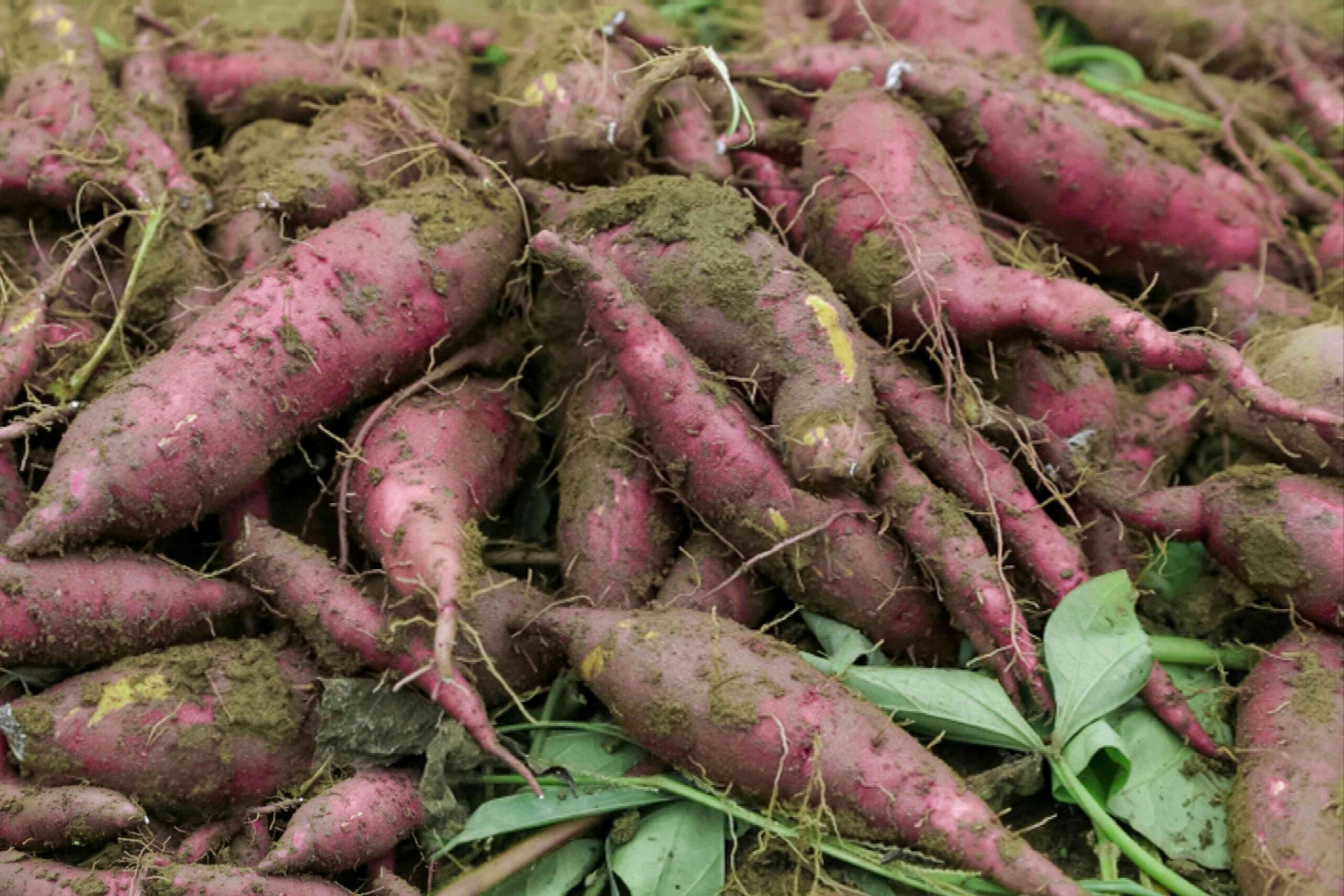 When to Harvest Sweet Potatoes for the Most interesting Yield