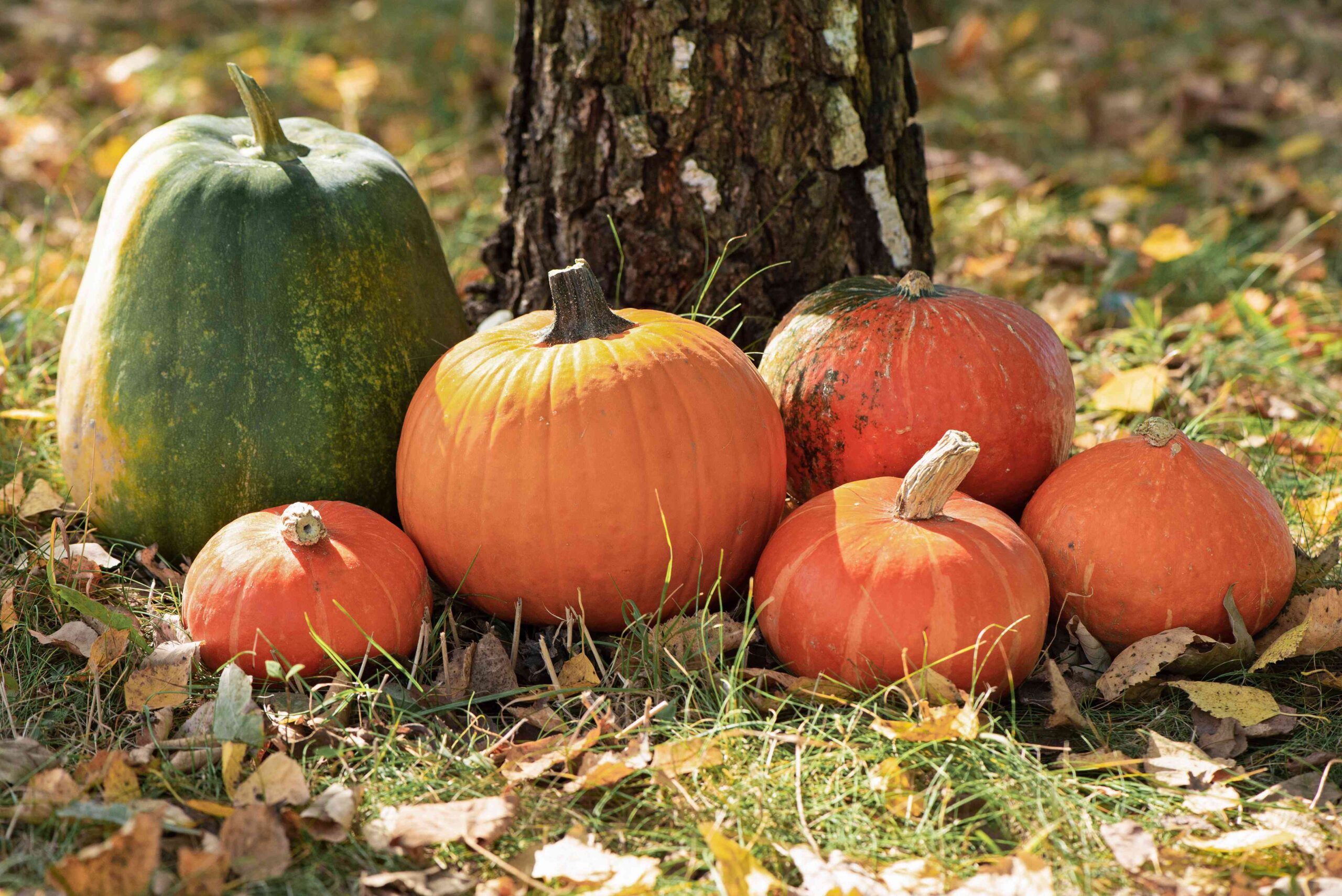 27 Pumpkin Varieties You Might Spot This Fall