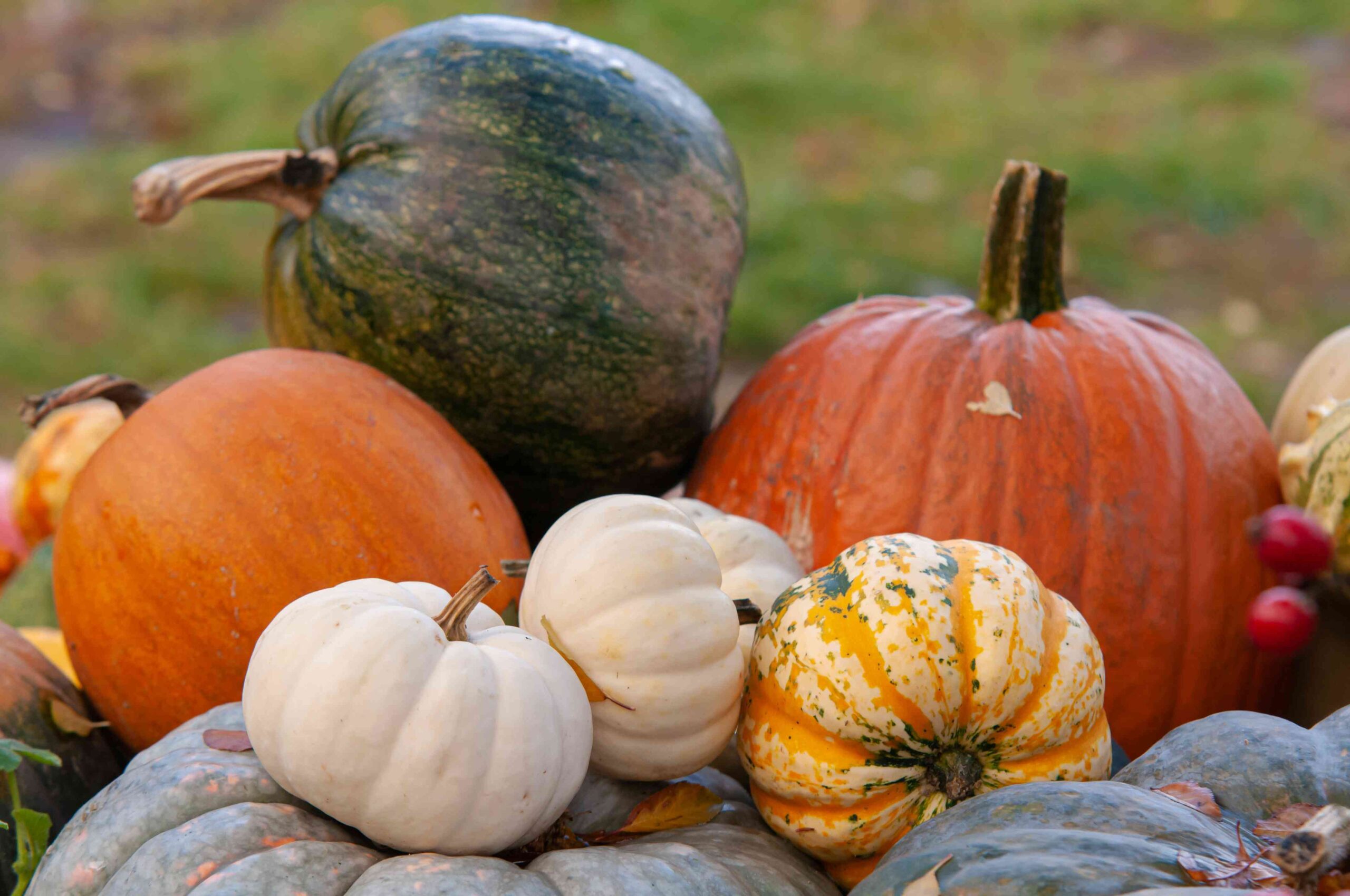 When to Harvest Pumpkins at Merely the Correct Time