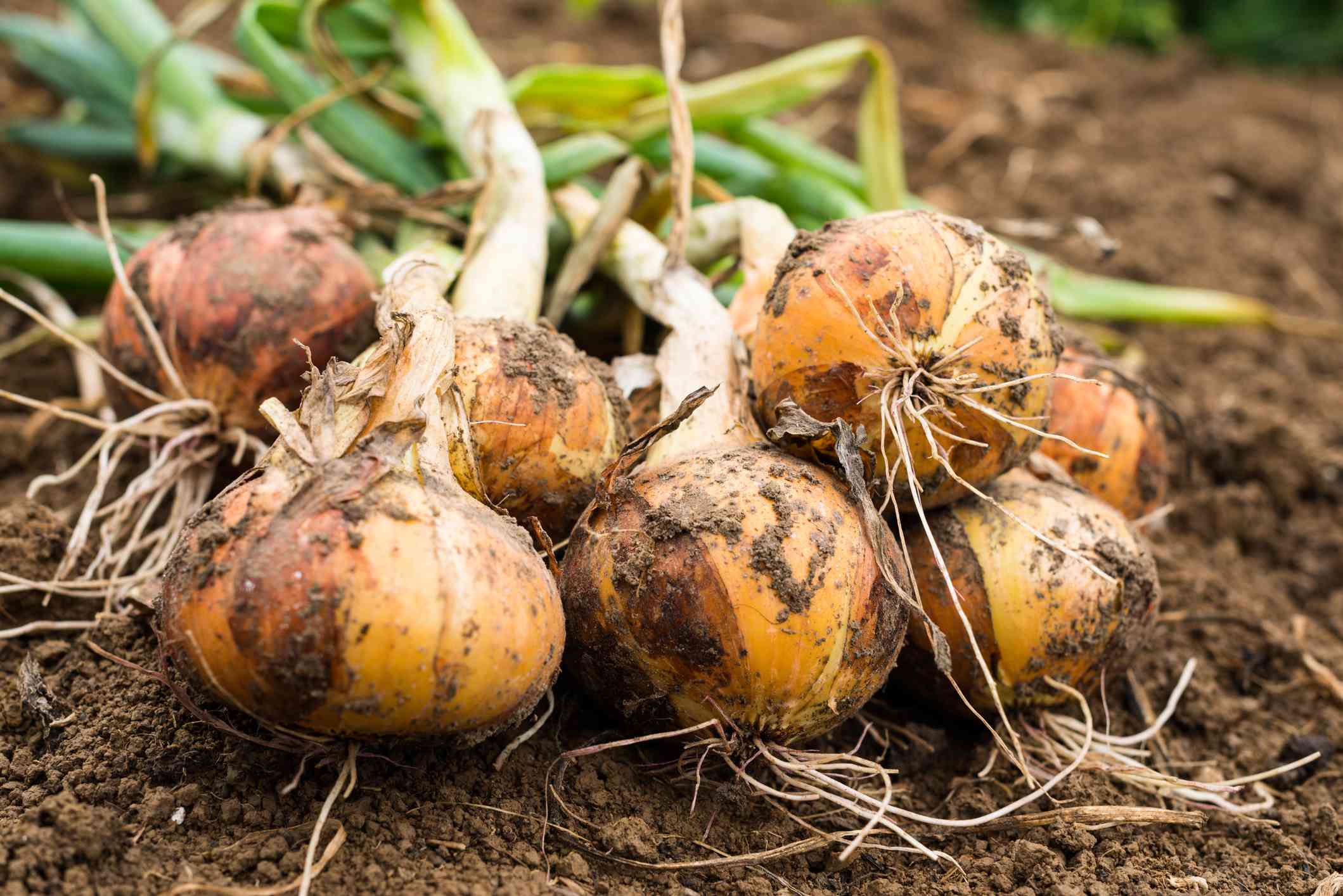 Why and How You Must Be Planting Onions throughout the Fall