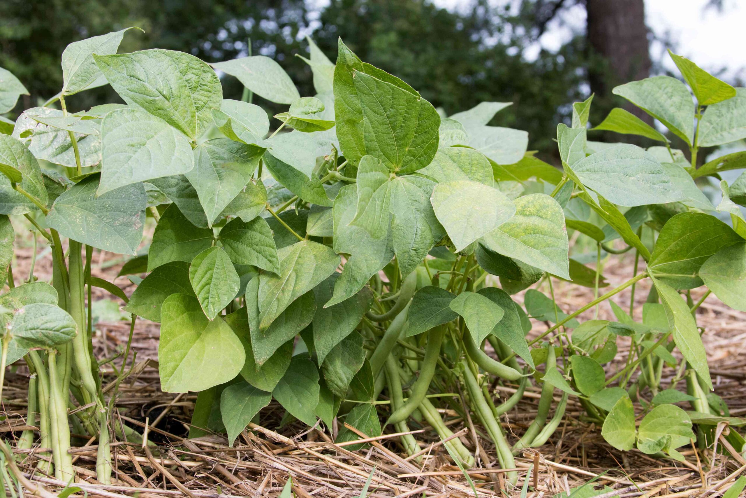 My Inexperienced Bean Leaves Are Turning Yellow—What Ought to I Do?